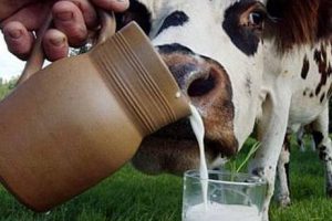 ФАС запретила карельской «Славмо» покупать молоко у своего хозяйства дороже, чем у остальных