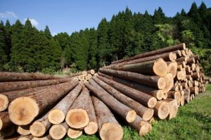 ФАС наказала Пермский ФСИН за продажу древесины через одну компанию